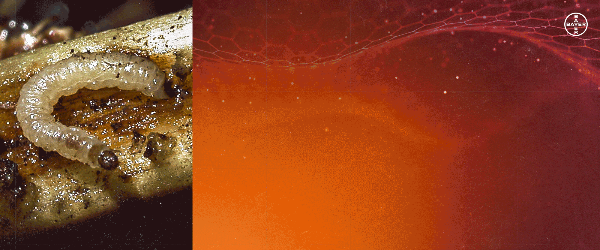 Defend Without Compromise